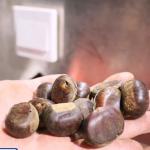 Economic Large Capacity Inshell Chestnut Sorting Machine With 8 Exits