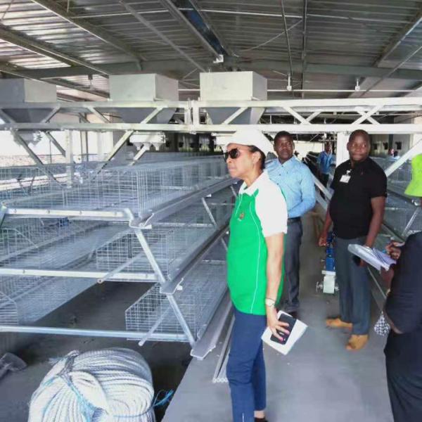 Egg Holding Wired Layer Farming Cage , Scientific Designed Layer Hen Cages