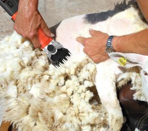 China 690W Automatic Sheep Shearing Machine 220V Electric Wool Shears on sale