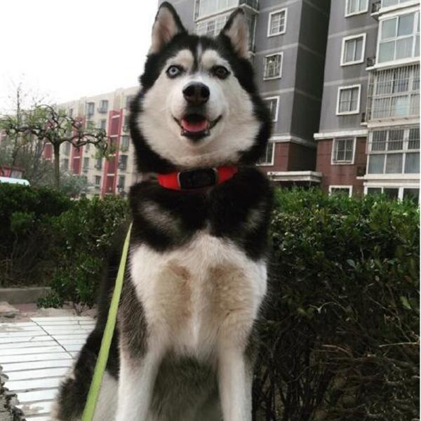 Anti Lost Pet GPS Tracker , GSM LBS Call Function GPS Tracking Collar For Cats