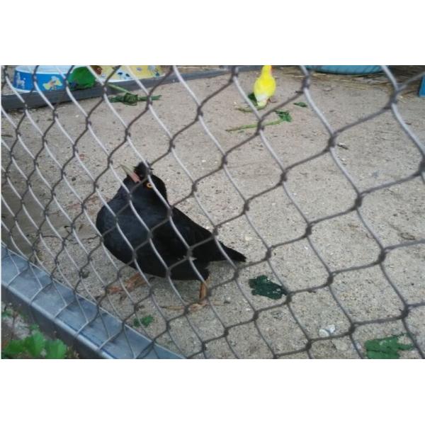 SS Flexible Aviary Wire Netting , Zoo Wire Mesh For Aviary Building
