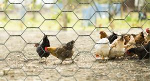 Wholesale Weaving Hexagonal Wire Netting Hot Dip Galvanized Poultry Netting Fence from china suppliers