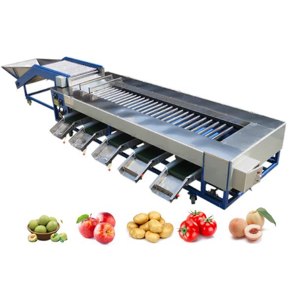 Quality Industrial Tomato Roller Sorting Machine For Fruits And Vegetables Processing Line SUS304 for sale
