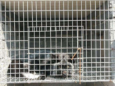 Wholesale Breeding Galvanized Welded Steel Wire Mesh 3.0mm Aquaculture Net from china suppliers