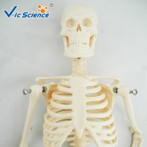 Wholesale 45cm Mini Anatomical Skeleton Model Anatomically Correct Skeleton 3d Model from china suppliers