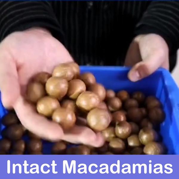 Quality CE Certificates Macadamia Nut Sorting Machine 360 Degree Rotational 380V 8 Channles for sale