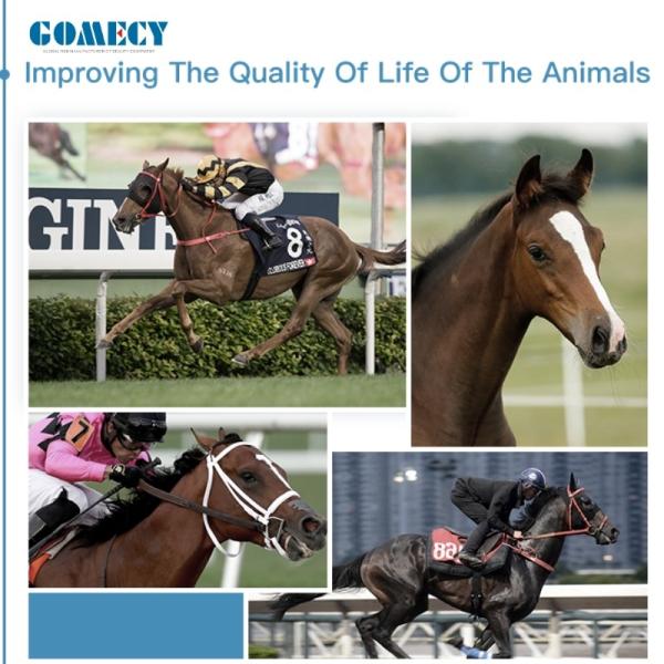 Portable High-Performance Radiofrequency Tecar Therapy Machine for Horse Sports Injuries - Advanced Physiotherapy Treatment