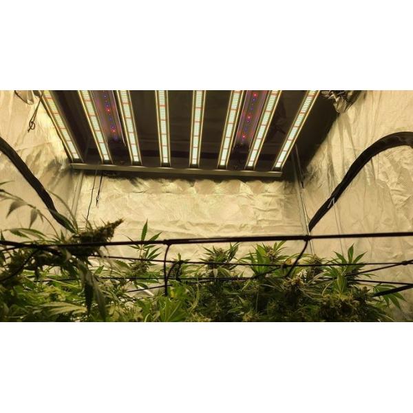 RedFarm 30W Seoul UV 385nm 395nm UVA LED Grow Light LED Bar Osram IR 730nm For Indoor Hydroponics