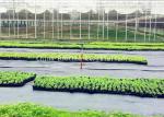Customized 80gsm Black Weed Control Membrane PP Woven For Agriculture
