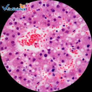 Wholesale Lab Consumables Pathology Microscope Slides 50 Pieces For Medical Students from china suppliers