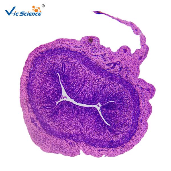 Medical Science General Histology Slides 24pcs Basic Histology Microscope