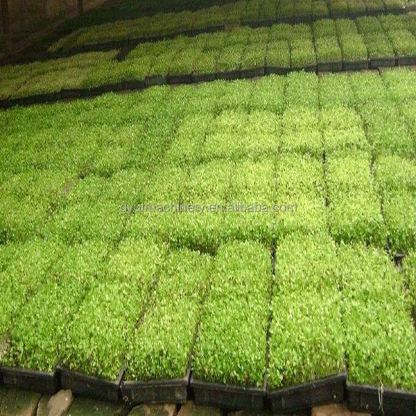 220V Automatic Nursery Tray Vegetable Seed Sowing Machine for High Yield Seed Planting