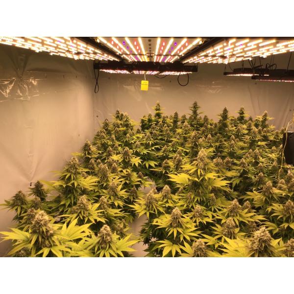 Infrared UVB LM301H Quantum Board 660nm 730nm 720W Veg Bloom Switch