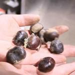 Economic Large Capacity Inshell Chestnut Sorting Machine With 8 Exits