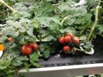 Home Intellect Vegetable Machine And Multi Layer Vertical Intelligent Planter