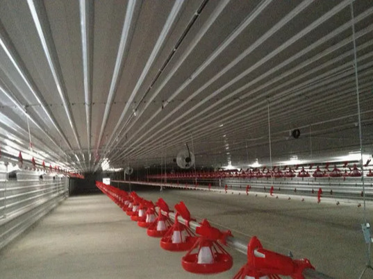 Wholesale Automatic Steel Structure Peb Customized Poultry Chicken Farming Shed from china suppliers