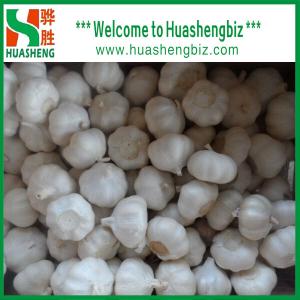 Wholesale Fresh White Garlic from china suppliers