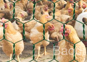 China Green Vinyl Coated Chicken Wire Mesh Roll With Hexagonal Pattern 1 / 2 - 3 on sale