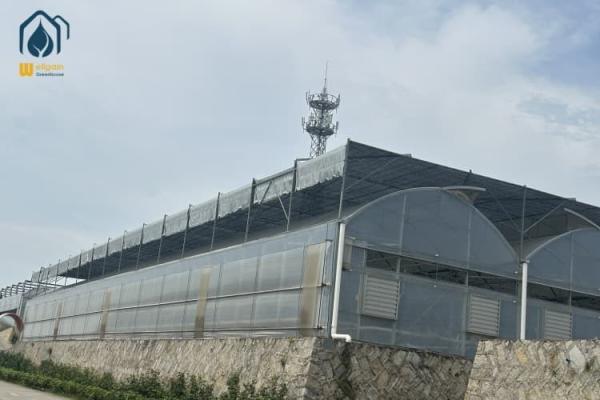 Quality Multi Span Greenhouse Project Management Advanced Irrigation For Large Farms for sale