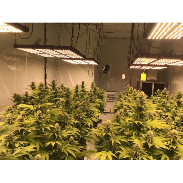 Epsitar Quantum Board 720W LED Grow Light 1728umol/S Sosen Driver