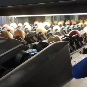 Wholesale 99.9% Accurate PLC Control System Apple Fruit Sorting Machine For Industrial Automation 10 Channels from china suppliers