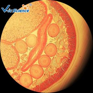 Wholesale Medical Parasitology Slides Custom Microscope Slides 25 Pcs Of Set from china suppliers