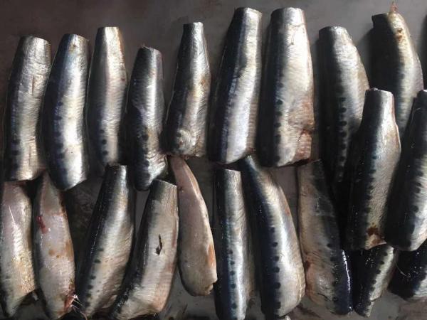 Quality Natural glaze best selling price HGT Fresh Frozen  Sardines For canning for sale