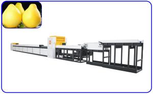 380V Automatic Fruit Sorting And Grading Machine