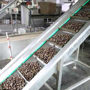 Wholesale 1.5 Ton Output Intelligent Chestnut Sizer And Grader Machine With 99.9% Sorting Accuracy from china suppliers