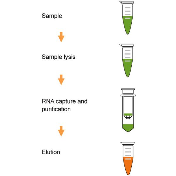 Spin Column Viral RNA Extraction Kit