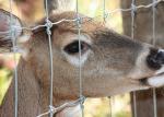 Square Galvanized Q235 Deer Mesh Fencing Excellent Corrosion And Rust Resistance