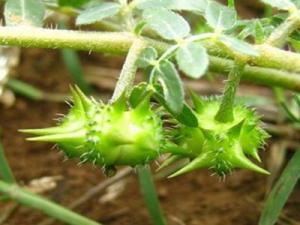 Wholesale Herb Medicine tribulus terrestris extract-- Tribulus terrestris L.Saponins 40%, 60%,90%,95% tribulus terrestris p.e. /Tr from china suppliers