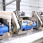 2 Tons Automatic Feeding Walnut Shelling Machine Featured Kernel Shell