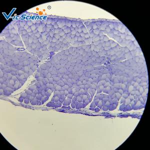 Wholesale High Performance Histology Lab Slides 30 Pcs EU Standard Glass Material from china suppliers