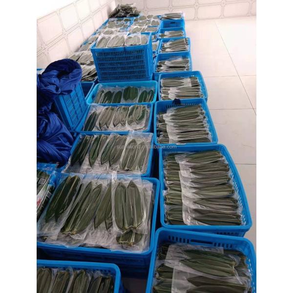 Serve Sushi with Fresh and Natural Bamboo Leaf Wrappers NO Address Required