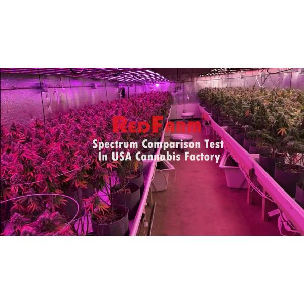 1200W 10Bars Samsung LM301H Horticulture LED Grow Light Indoor Growing