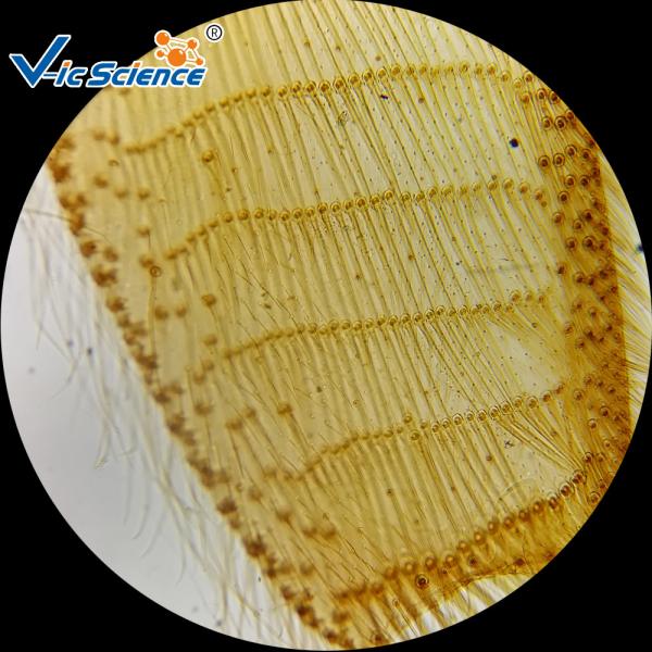 Quality Kids School Laboratory Euipments 25pcs Microscope Glass Slides for sale