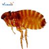 Buy cheap Medical 100pcs Set 1.0mm Parasite Microscope Slides from wholesalers
