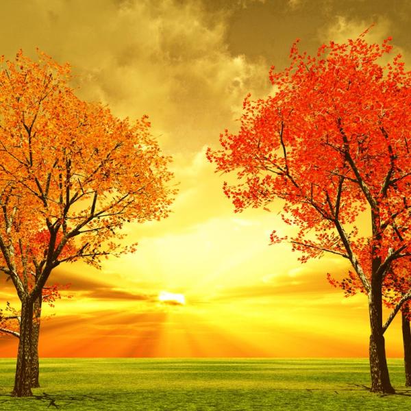 Custom Digitally Printed Roller Shades For Home Roman Patterned 6Grade Fastness