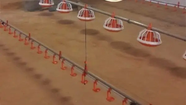 Wholesale Automated Broiler Pan Feeding System Poultry Chain Feeder from china suppliers