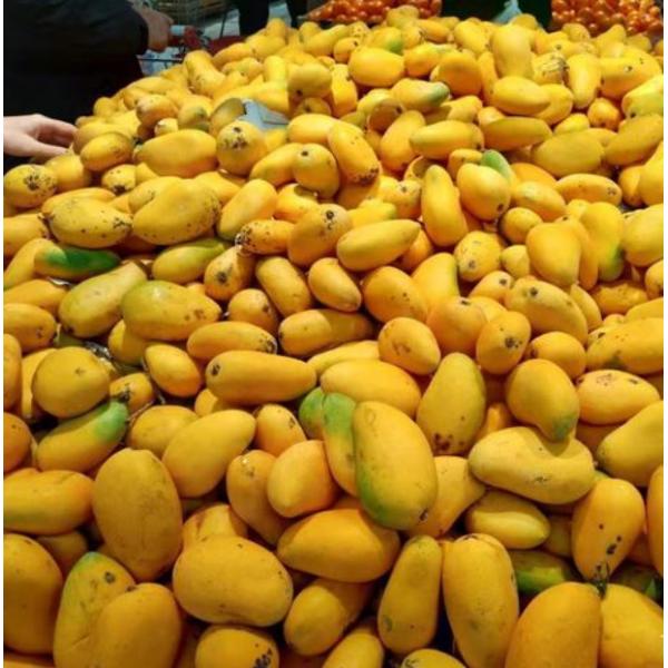 Mango Pineapple Juice Fruit Production Line With Minimal 500L/H Capacity