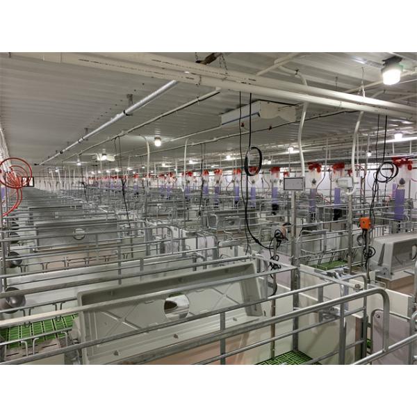 Hot Dip Galvanized Piglet Nursery Swine Farrowing Crates 2.4*1.8M