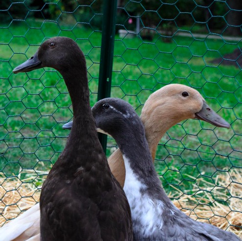 Galvanized PVC Hexagonal Poultry Netting Mesh 1 inch 20 Gauge 2 ft X 25 ft