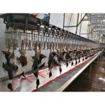 Durable Chicken Slaughtering Line Automatic Slaughtering Machine TUV Approved