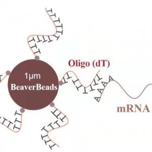 Wholesale 5 mL 1 μm Magnetic Beads Dna Library Construction Kit Oligo dT Bind mRNA Poly A from china suppliers