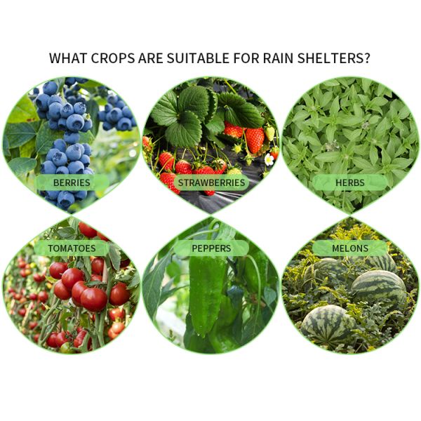 Single Layer Rain Shelter Greenhouse with Small Spire Top or Round Top for Grape and Cherry Cultivation