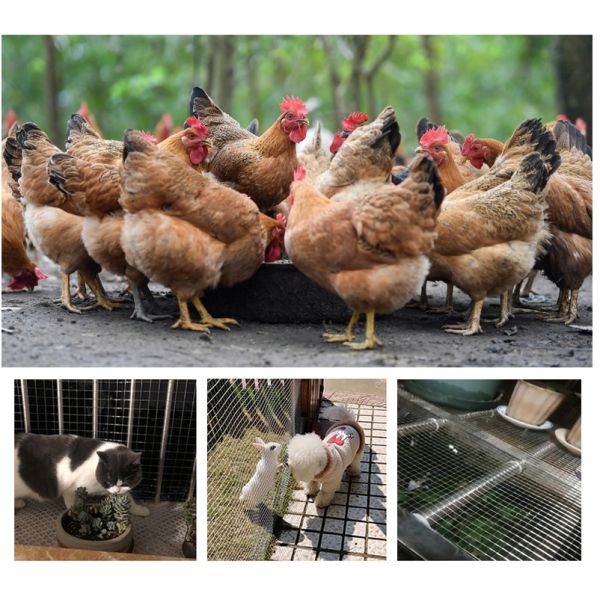 Galvanized Steel Welded Wire Mesh Rolls for Customized Construction Solutions