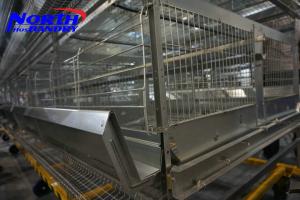 Wholesale Layer cages (not enriched) from china suppliers