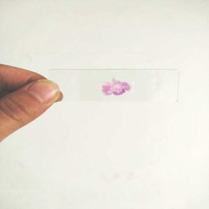 China College Students Glass 132pcs ODM Plant Microscope Slides on sale