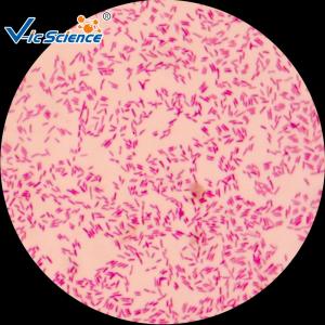Wholesale 30pcs Microscope Glass Slides / Prepared Bacteria Slides Microbiology Examination Use from china suppliers